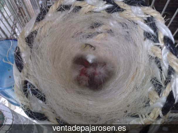 Cria de pajaros paso a paso Renau?